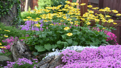 Landscaping Maintenance Tips: 5 Essentials for a Healthy Yard