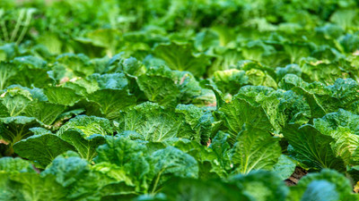 Cool-Season Vegetable Gardening: Selecting the Right Crops for Your Garden