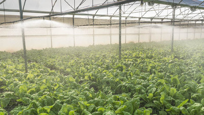 The Benefits of Greenhouse Misting Systems