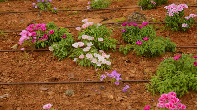 First-time Irrigation Installers: 5 Essential Things You Need to Know