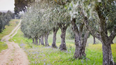 Olive Tree Care Guide