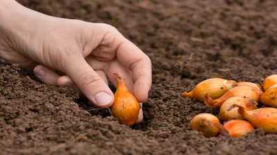 Fall Gardening for Beginners: Easy Ideas and Tips 