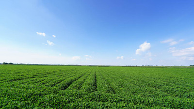 Top Agriculture Crops in the State of Georgia Top Agriculture Crops in the State of Georgia