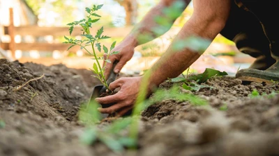 Succession Planting Guide for Summer and Fall Vegetable Gardens