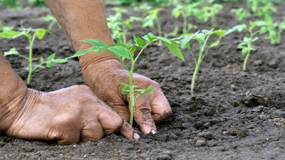 Gardening: Understanding How and  When to Plant Vegetables