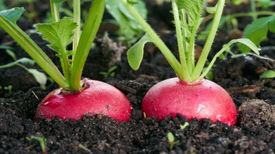 10 Plants to Grow in August for a Late Summer Garden