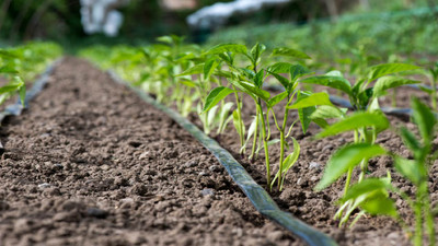 Drip Irrigation Tips to Improve Your Fall Garden’s Growth and Efficiency Drip Irrigation Tips to Improve Your Fall Garden’s Growth and Efficiency