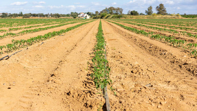 Irrigation for Row Crops: Best Practices for Efficient Water Conservation