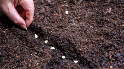 A Seed Spacing Guide: How to Avoid Overcrowding in Your Garden A Seed Spacing Guide: How to Avoid Overcrowding in Your Garden