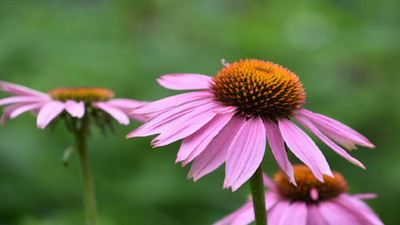 8 Best Low-Maintenance Plants for Busy People