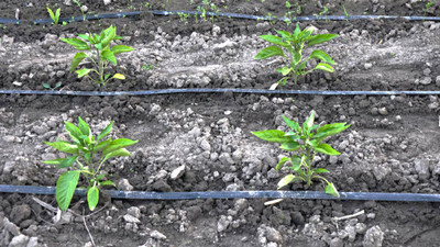 The Easiest DIY Drip Irrigation Setup in 10 Simple Steps 