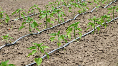 Drip Irrigation Checklist for Spring: Essential Steps for a Thriving Garden