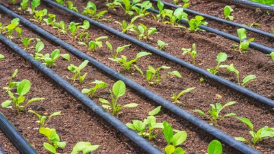 Fall Drip Irrigation: How to Adjust Your Drip Watering System for Cooler Weather