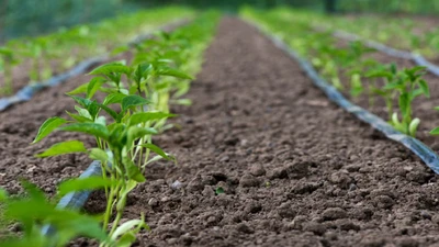 Drip Irrigation: How Does It Help Your Plants Survive in the Summer