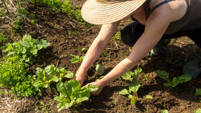 A Gardener’s Midsummer Checklist for Beginners A Gardener’s Midsummer Checklist for Beginners