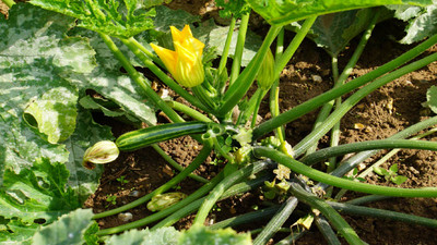 Best Summer Vegetable Varieties to Grow in 2026