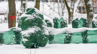 How to Protect Trees and Shrubs: Winter Climate Tips 