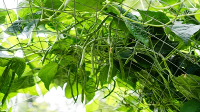 New Garden Ideas and Tips to Try in 2026