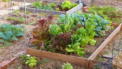 Common Signs of Overwatering and Underwatering Plants Common Signs of Overwatering and Underwatering Plants