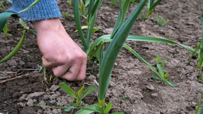 How to Clean Up Your Raised Garden Bed for Spring Planting