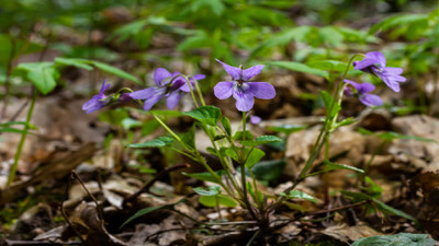 10 Edible Wild Plants You Can Safely Forage This Spring