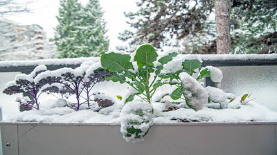 Winter Garden Tips and Maintenance for Beginners Winter Garden Tips and Maintenance for Beginners