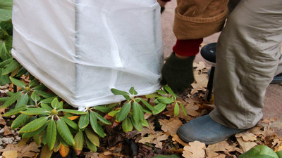 Winter Garden Care for Your Garden: Essential Maintenance Tasks and Tips