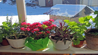 Winterizing Container Plants: Tips to Help Your Pots Survive the Cold