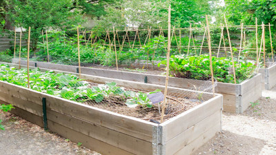 8 Most Common Raised Bed Gardening Mistakes Beginners Make