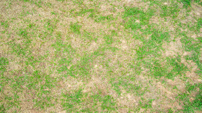 How to Deal with Water-Damaged Lawn: Lawn Recovery Tips