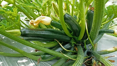 Top 10 Money-Saving Vegetables to Grow in Your 2026 Garden