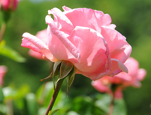 Dripworks Rose and Shrub Drip Irrigation kits