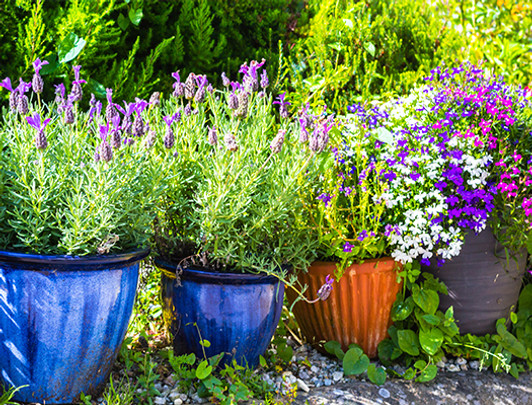 Individual Plant Irrigation Kit - Medium