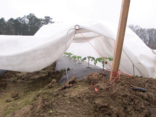 GCI Lightweight Frost Protection white fabric covering plants on hillside