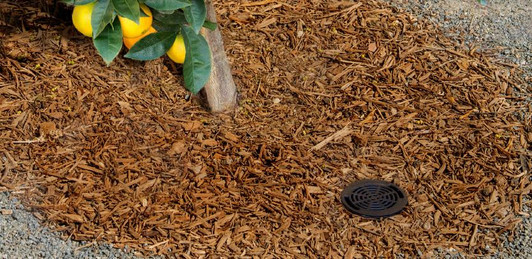 Hunter Root Zone Watering System cap installed in mulch by a tree MPN: RZWS1025