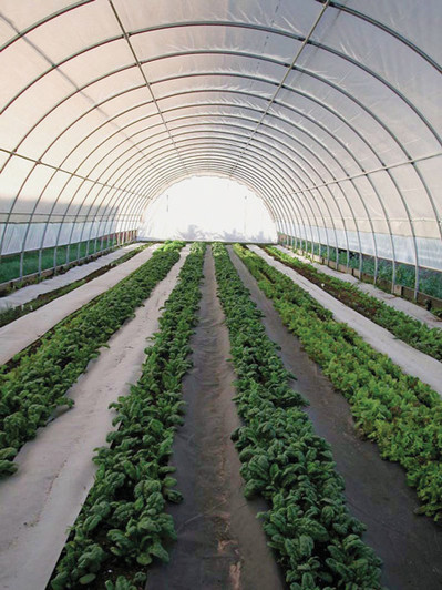 Greenhouse  High Tunnel Indoor production