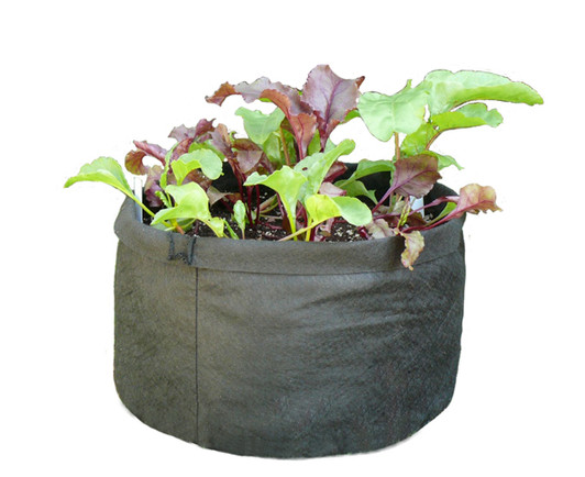 black smart pot