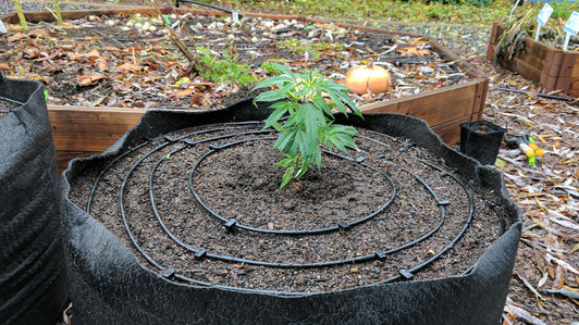 How to Grow Pot with Drip Irrigation - DripWorks