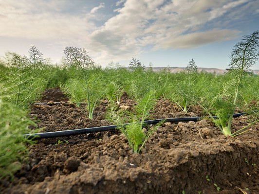 Irrigation Drip Tape Rolls