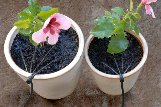Antelco Potstream stakes installed in two potted plants