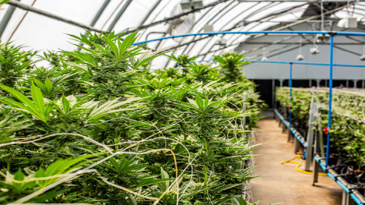 The Best Soil for Growing Marijuana Outdoors - DripWorks