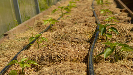 How to Water Hanging Plants Efficiently: Expert Tips for Thriving Greens