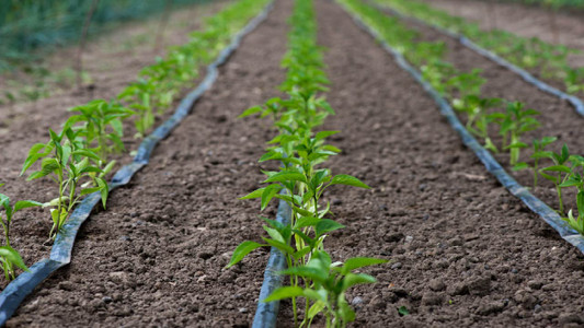 How to Set Up Irrigation System for Vegetable Garden: Expert Tips