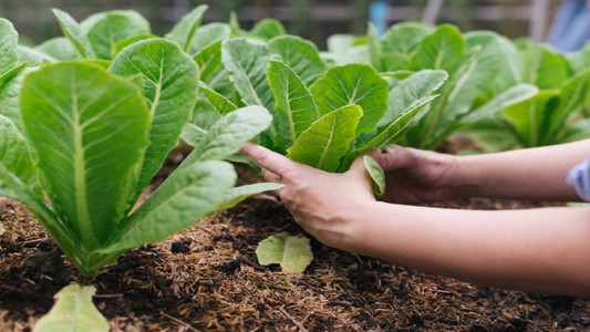 DIY Seed Tape: Planting and Spacing Carrots, Chard, Turnip and