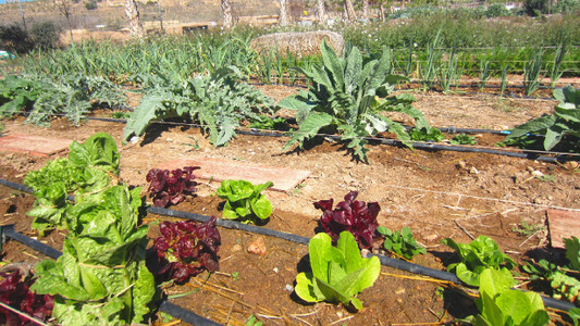 How to fertilize through a Drip Irrigation System