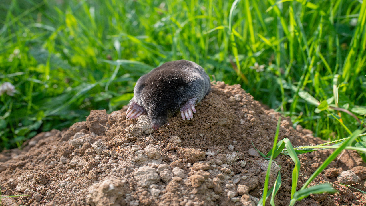 How to Keep Animals Out of Your Flower and Vegetable Gardens How to Keep Animals Out of Your Flower and Vegetable Gardens
