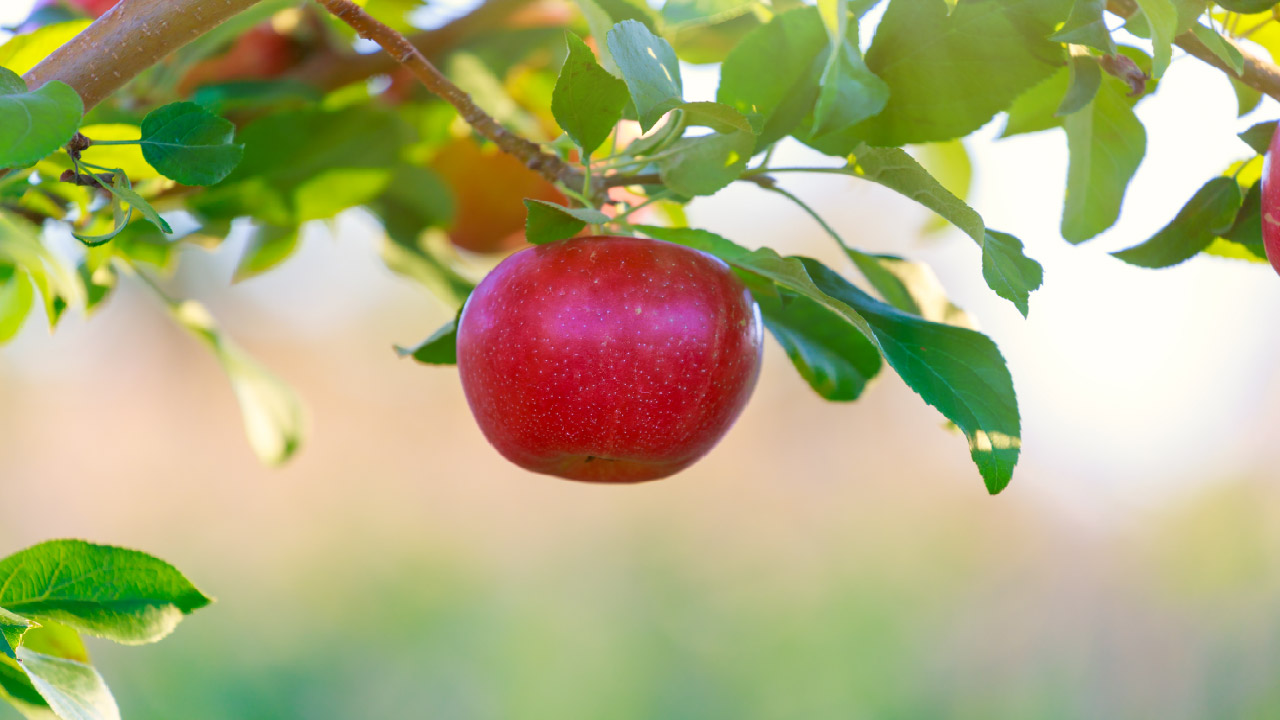 Top 5 Apple Varieties to Grow in Your Garden  Top 5 Apple Varieties to Grow in Your Garden