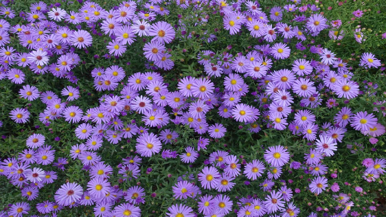 10 Flowers You Can Plant in Late Summer 10 Flowers You Can Plant in Late Summer