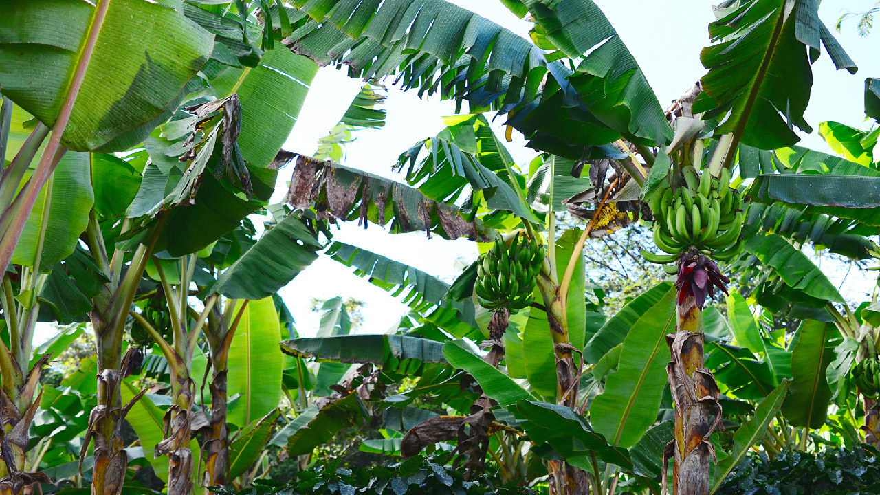 Agriculture and Water Management in Puerto Rico Agriculture and Water Management in Puerto Rico