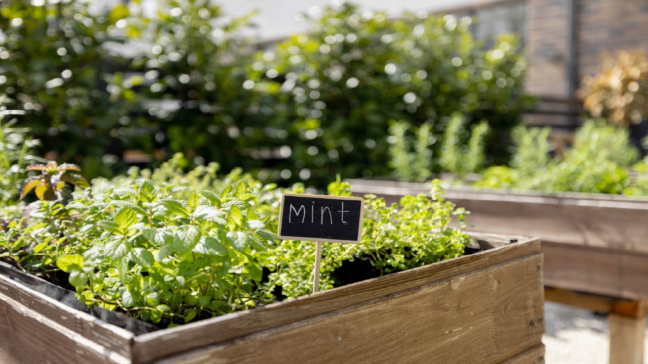Grow These 10 Crops to Save on Your Grocery Bill Grow These 10 Crops to Save on Your Grocery Bill